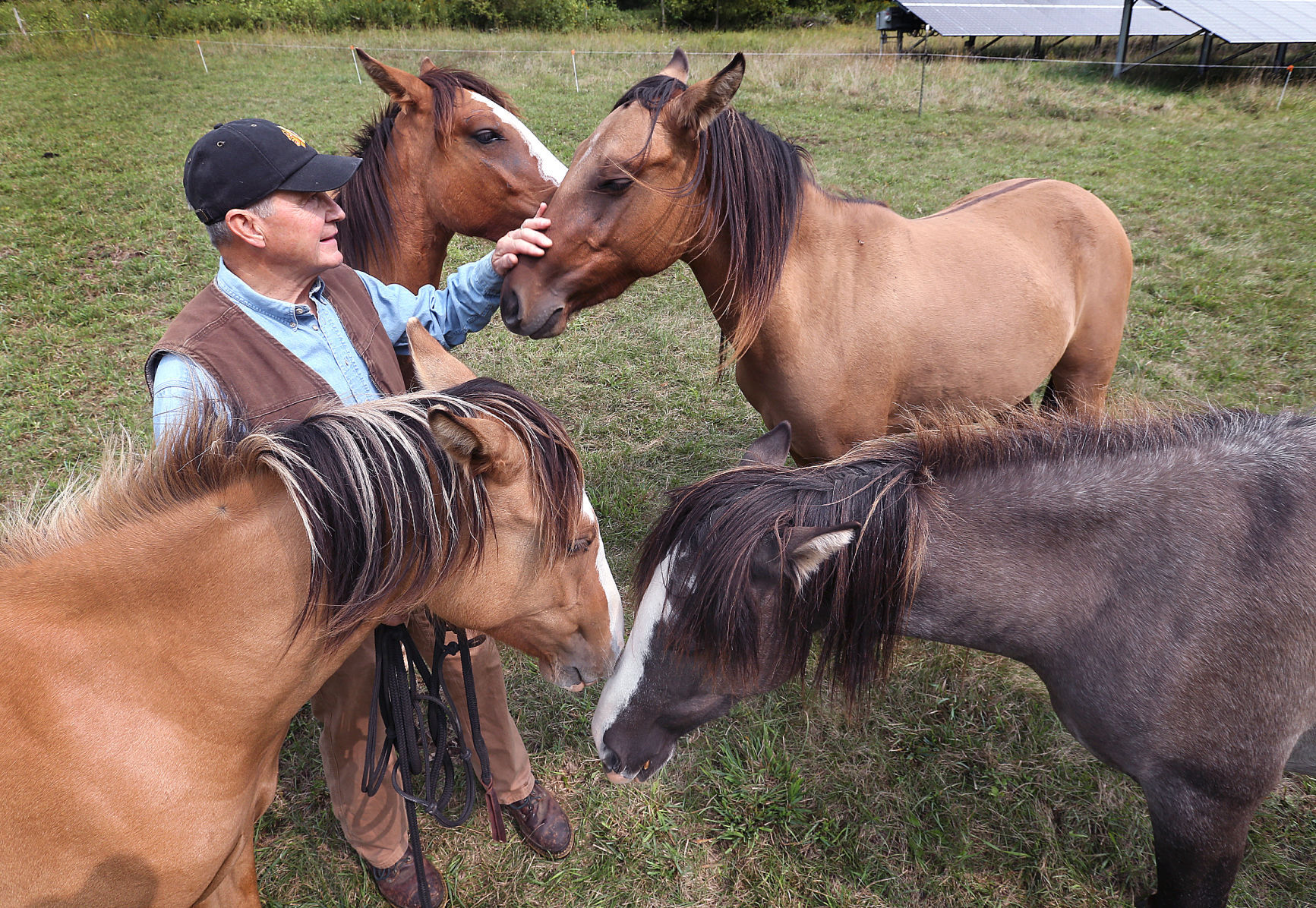 Spanish mustangs